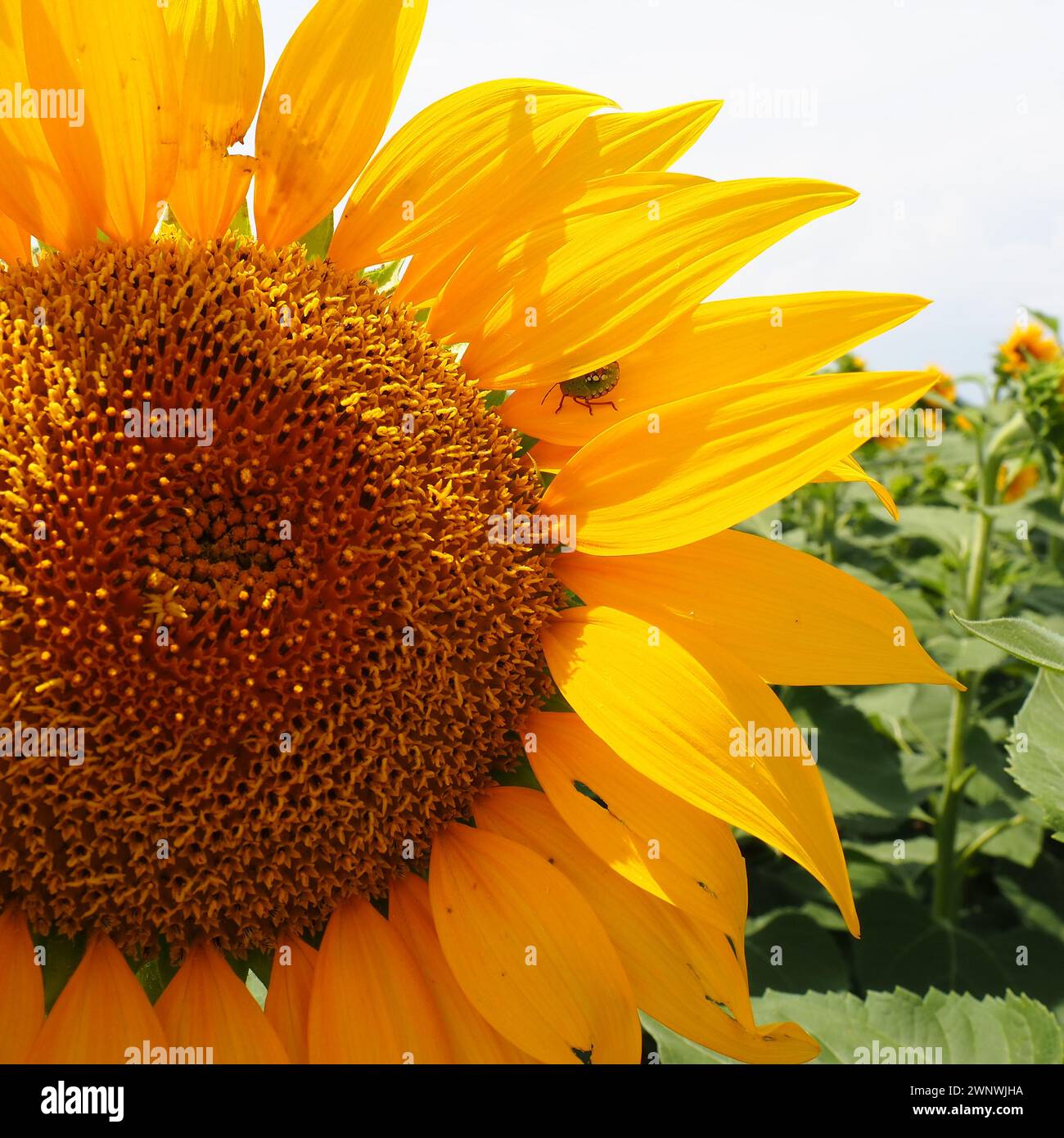 Sonnenblumenkäfer. Die Helianthus-Sonnenblume ist eine Pflanzengattung aus der Familie der Asteraceae. Jährliche Sonnenblume und tuberöse Sonnenblume. Agrarbereich Stockfoto