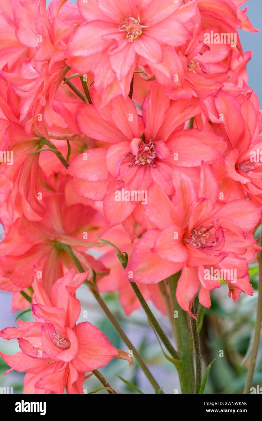 Delphinium Red Lark, aufrechte Stiele, lachsrote, halbdoppelte Blüten Stockfoto