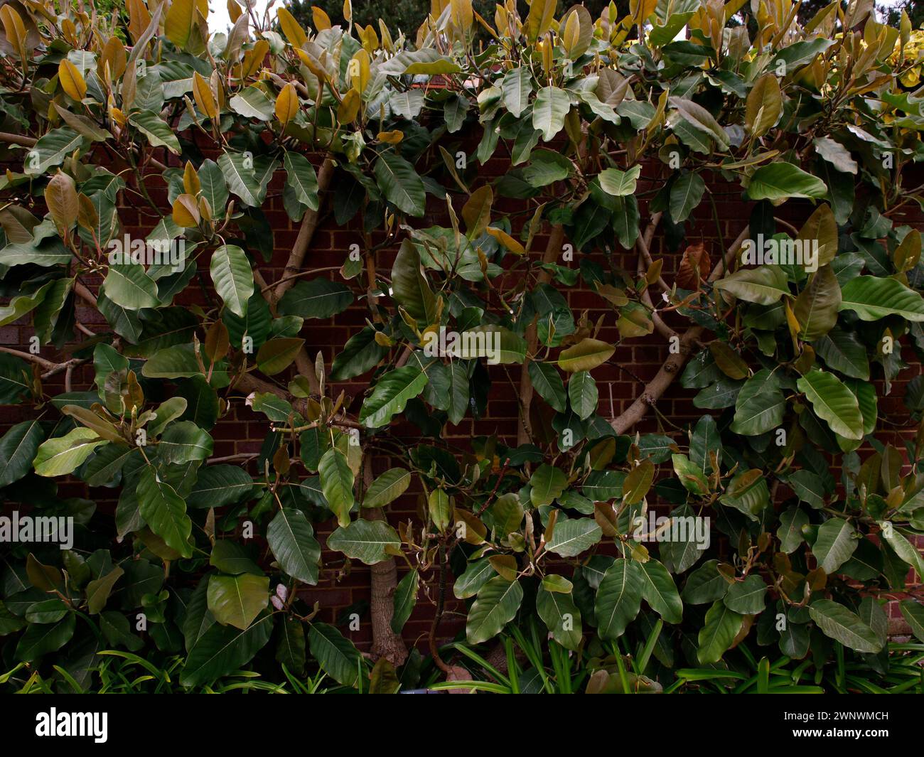 Nahaufnahme eines geschnittenen Zweiges der immergrünen Gartenpflanze Magnolia delavayi. Stockfoto