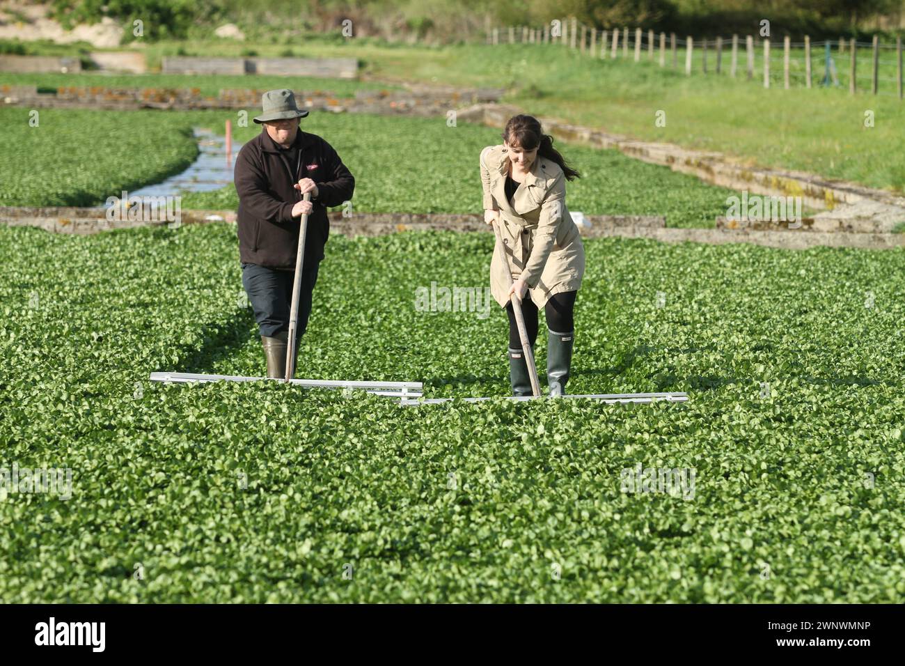 13/05/13 Andy Roberts und Becky Johnston, Rollen die Brunnenkresse, bevor sie auf der Pinglestone Farm in Alresford, Hampshire ernten. Vollständige Story hier: http:// Stockfoto