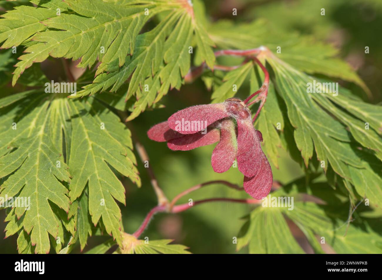 Paare geflügelter roter samaras auf einem japanischen Ahorn (Acer palmatum) gegen attraktive hellgrüne, tief zerlegte Blätter eines Zierbaums. Juni Stockfoto