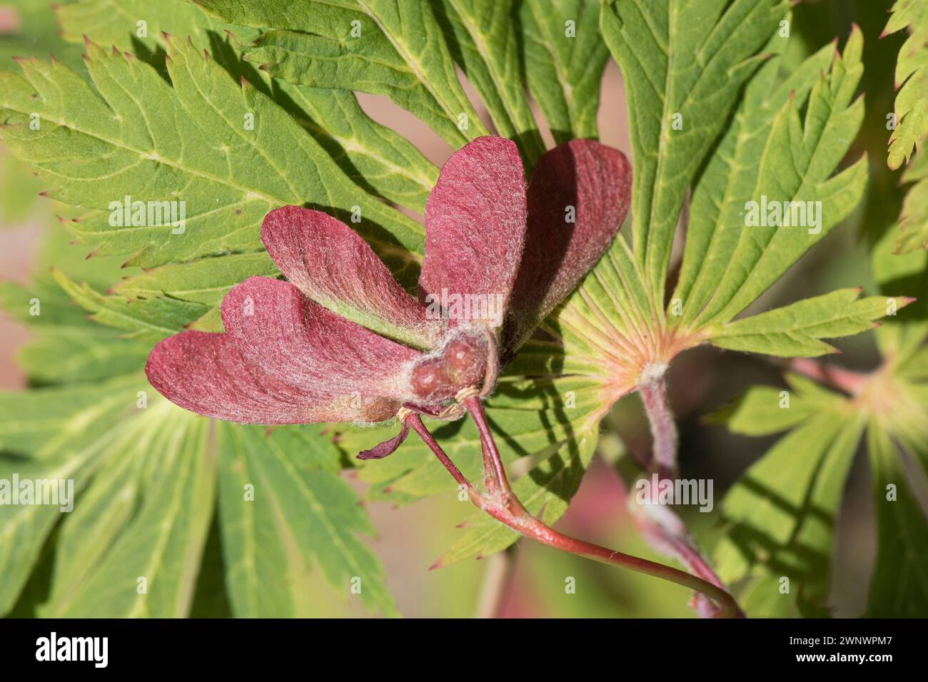 Paare geflügelter roter samaras auf einem japanischen Ahorn (Acer palmatum) gegen attraktive hellgrüne, tief zerlegte Blätter eines Zierbaums. Juni Stockfoto