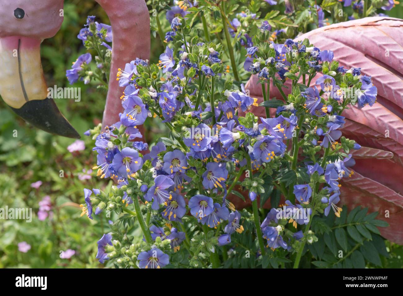 Jakobsleiter (Polemonium caeruleum) Hardy Perennial Blue blühende Pflanze mit einem Gardn Zierflamingo, Berkshire, Juni Stockfoto