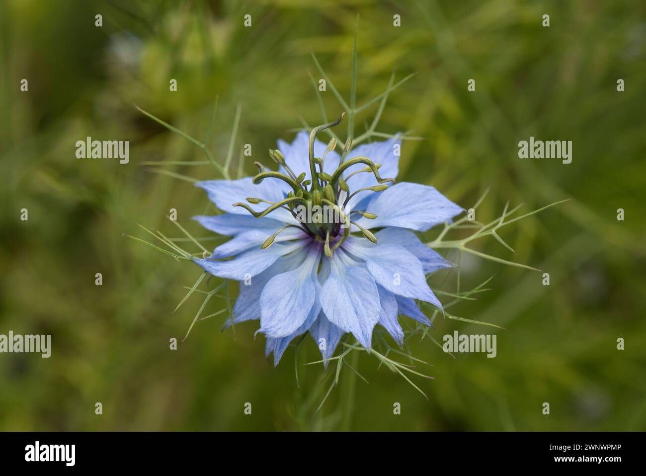 Liebe im Nebel (Nigella damascena) Blume blassblaue Sepalen und Blütenblätter an der Basis der Antheren, Pistil mit fünf Stilen und multifiden Involucre. Stockfoto