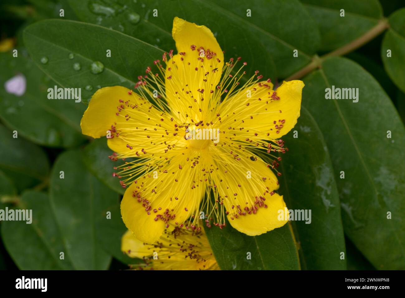 Scharonrose (Hypericum calycinum), niederwüchsiger Sträucher mit gelber Blüte mit zahlreichen gelben Staubblättern und roten Antheren, Juni Stockfoto
