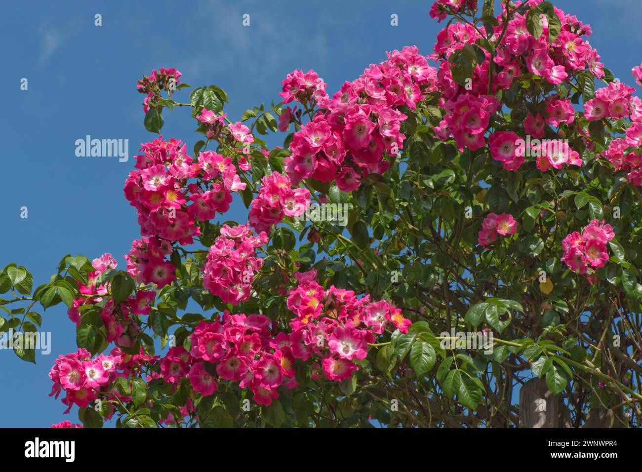 Rosa „American Pillar“, eine kräftige Kletterrose mit tiefrosa, einzelnen Blüten mit einer weißen und gelben Mitte vor einem blauen Himmel, Berkshire, Juni Stockfoto