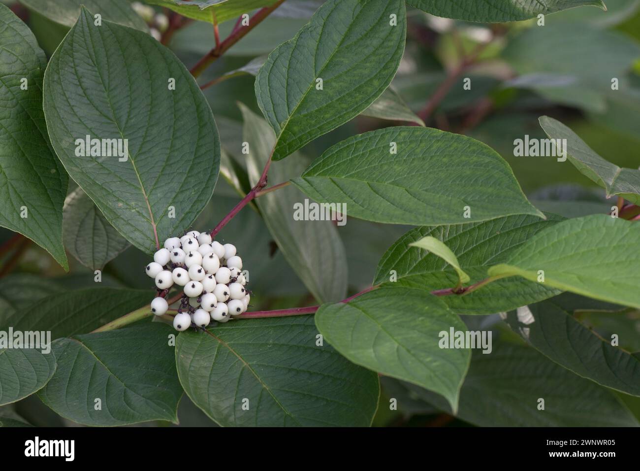Cornus alba „Sibirica“, roter Hartholz mit großen grünen ovaten Blättern und schneeweißen Früchten oder Beeren im Frühherbst, Berkshire, September Stockfoto