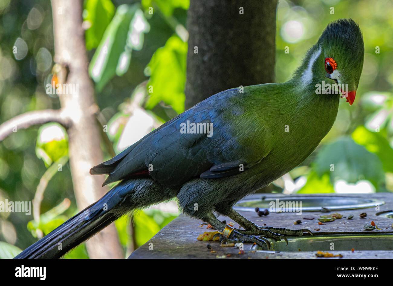 Knysna Loerie Stockfoto