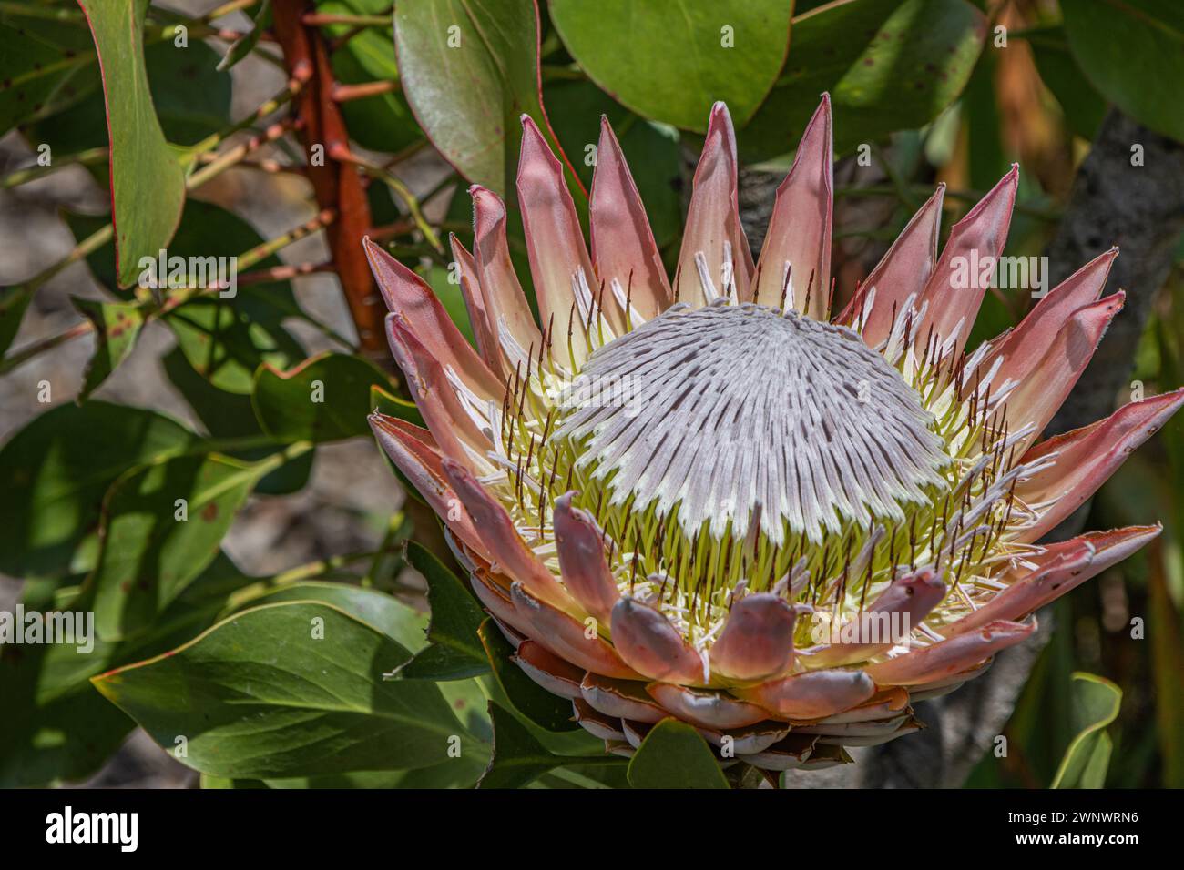 König Protea Stockfoto