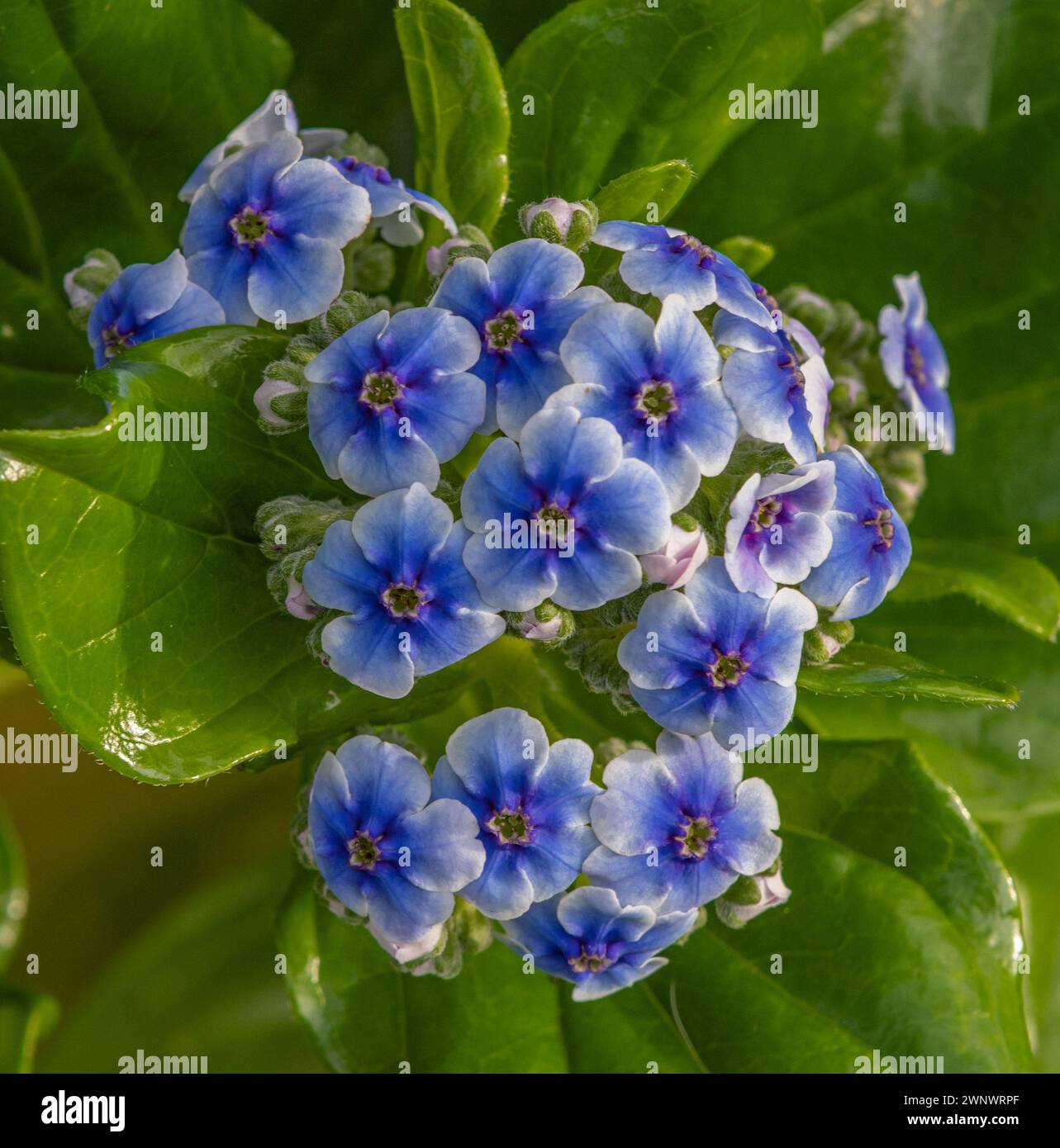 Chatham Island Vergissmeint nicht in Blume Stockfoto