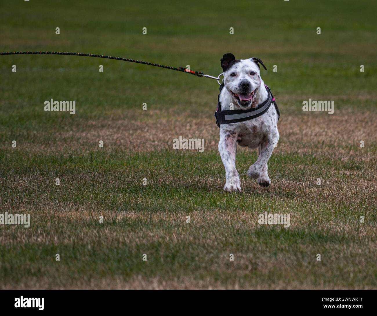 Glücklicher Hund, der zur Kamera läuft Stockfoto
