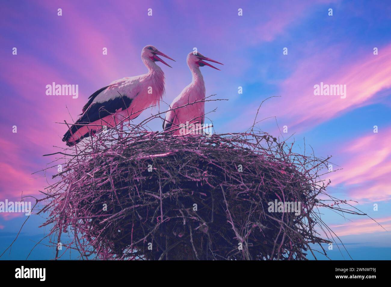 Ein Störchpaar steht in einem Nest vor dem Hintergrund des rosa-blauen Sonnenunterganghimmels Stockfoto