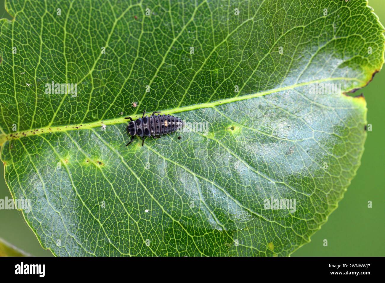 Marienkäfer-Larvenjagd auf Birnengras-Blattlaus (Melanaphis pyraria). Eine Kolonie flügelloser Insekten auf Birnenblatt und Triebe. Stockfoto