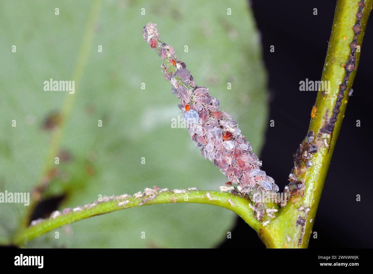 Birnengras-Blattlaus (Melanaphis pyraria) und Birnenpsychologie, Europäischer Birnensauger (Cacopsylla pyri). Eine Kolonie flügelloser Insekten auf Birnenblatt und Triebe. Stockfoto