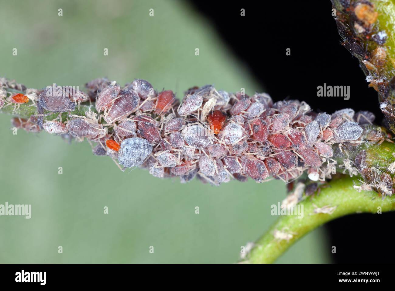 Birnengras-Blattlaus (Melanaphis pyraria) und Birnenpsychologie, Europäischer Birnensauger (Cacopsylla pyri). Eine Kolonie flügelloser Insekten auf Birnenblatt und Triebe. Stockfoto