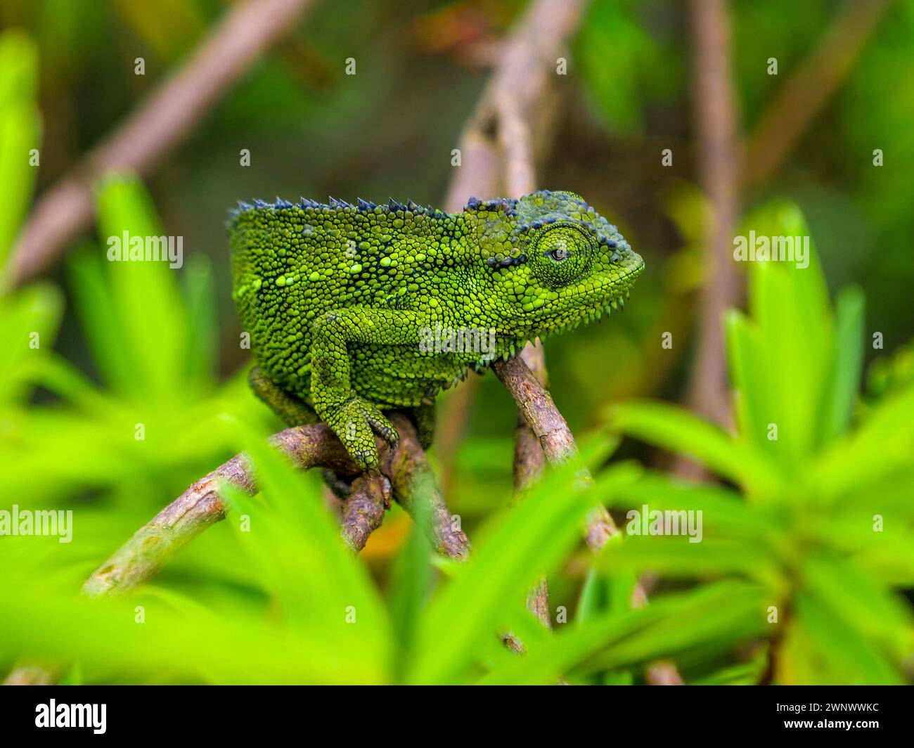 Rwenzori seitlich gestreiftes Chamäleon (Trioceros rudis), das auf einem Ast sitzt. Perfekt farblich auf die umgebenden Farben abgestimmt. Stockfoto