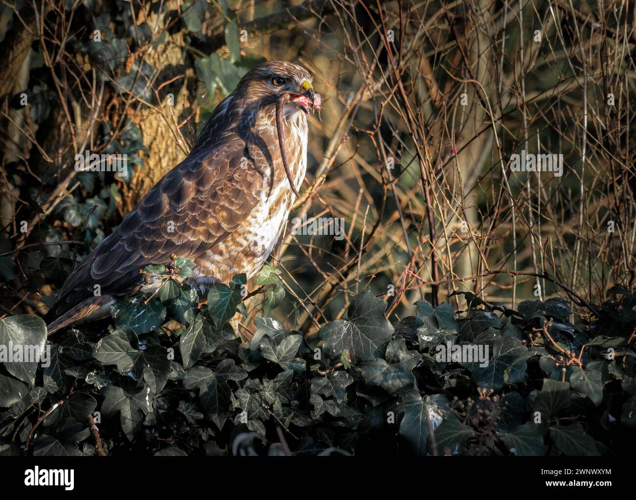 Gewöhnliche Bussard fressende Ratte, Wales Stockfoto