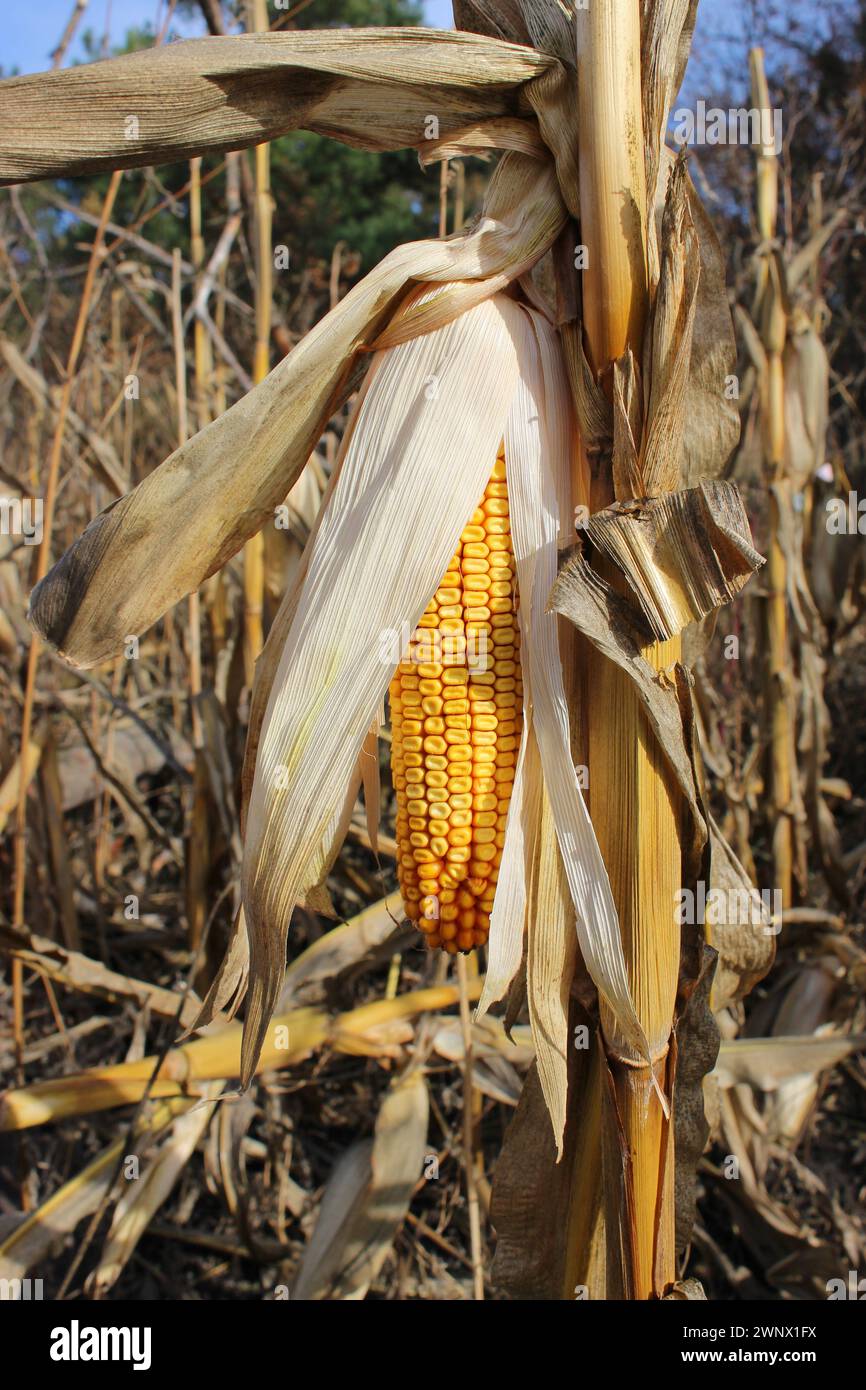 Ein ungeernteter Maiskolben in der Trockenschale auf dem Ackerfeld Stockfoto