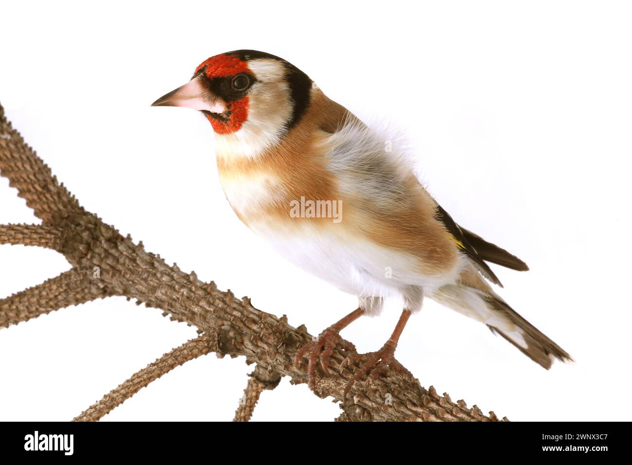 goldfinch isoliert auf weißem Hintergrund Stockfoto