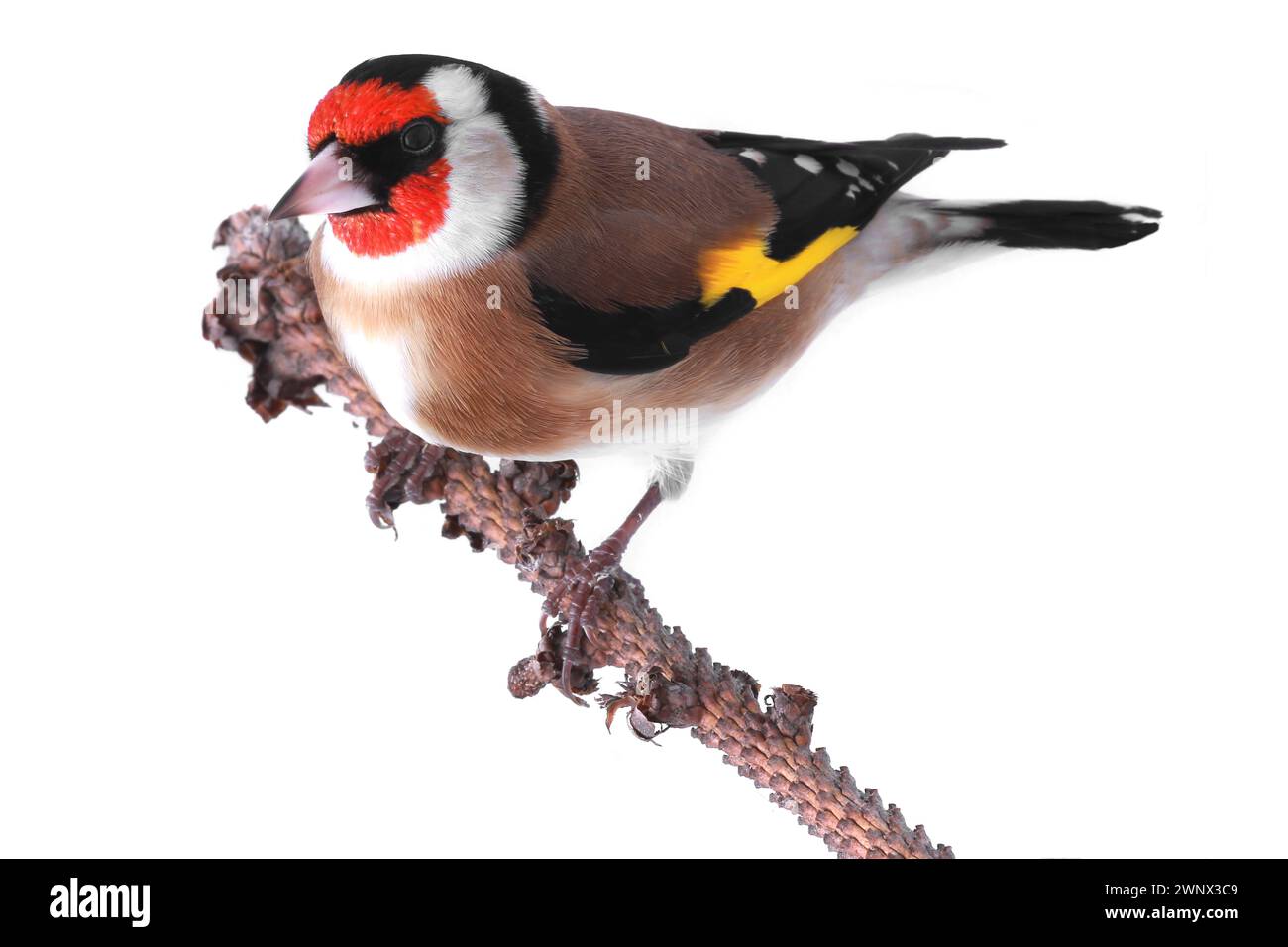 goldfinch isoliert auf weißem Hintergrund Stockfoto