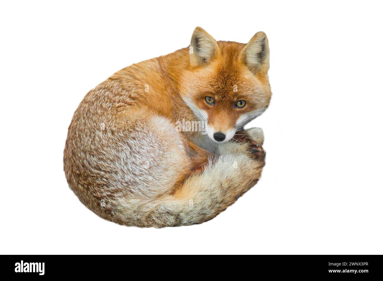 fox isoliert auf weißem Hintergrund Stockfoto