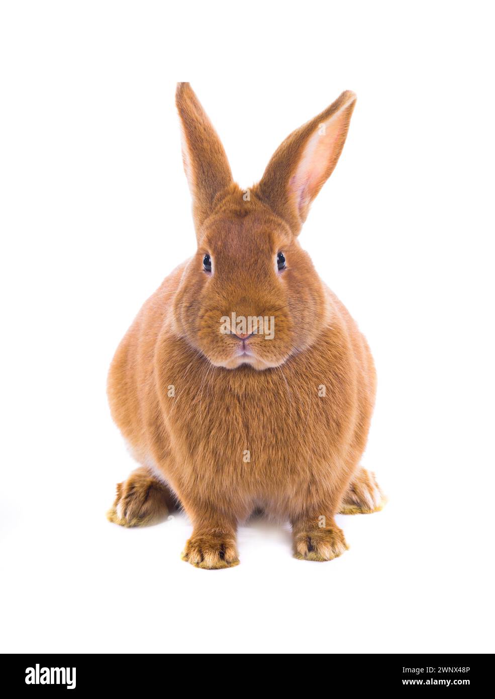 Braunes Kaninchen isoliert auf weißem Hintergrund (sechs Monate alt) Studio-Aufnahme Stockfoto