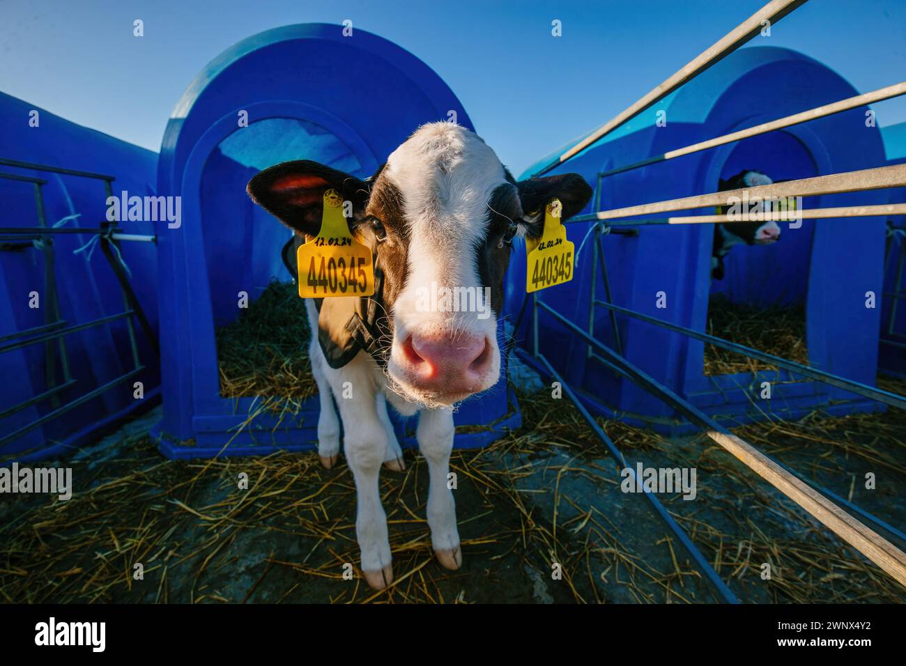 Junges Holstein-Kalb im blauen Kalbshaus auf dem Tagebuchhof. Stockfoto