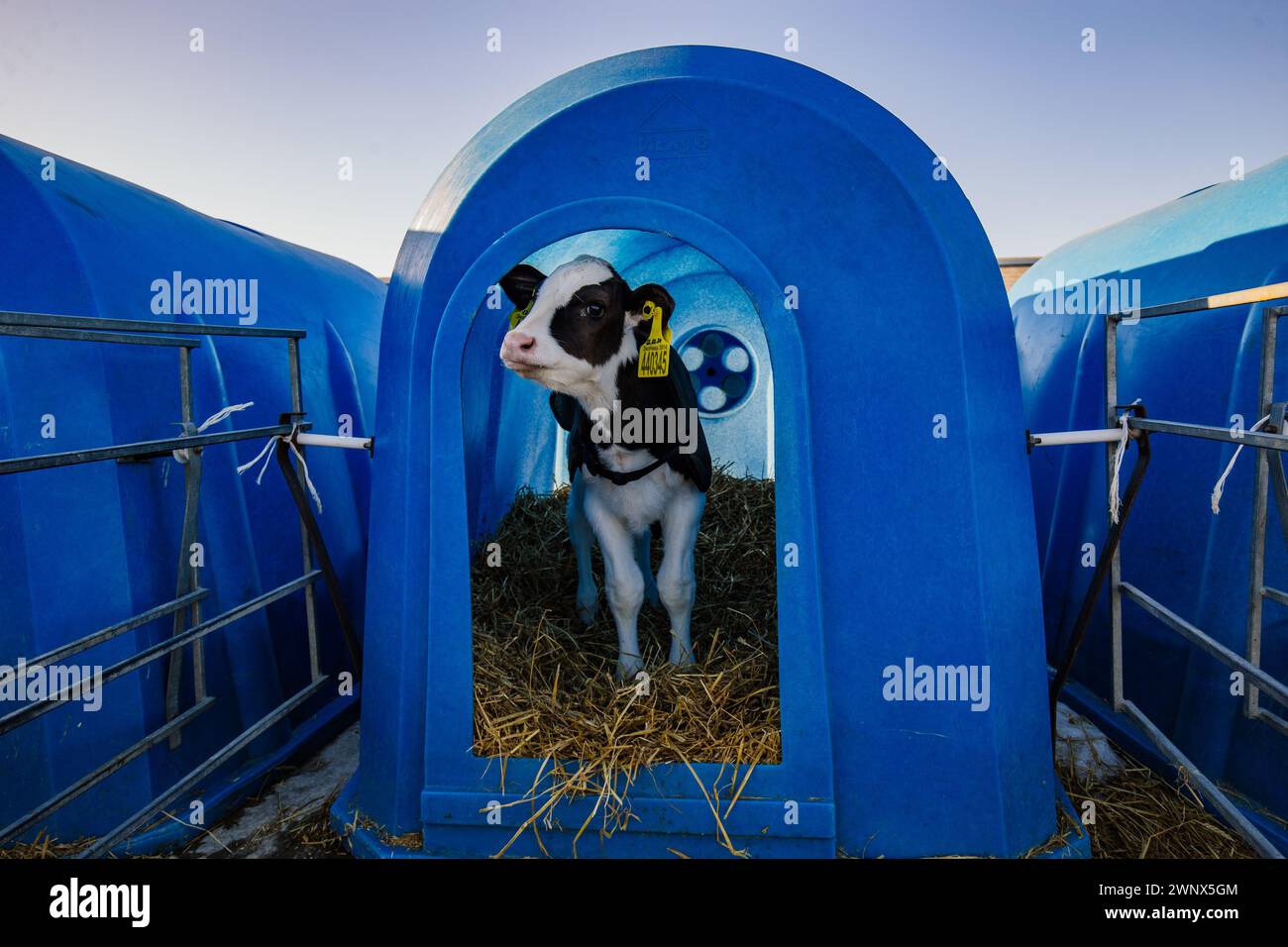 Junges Holstein-Kalb im blauen Kalbshaus auf dem Tagebuchhof. Stockfoto