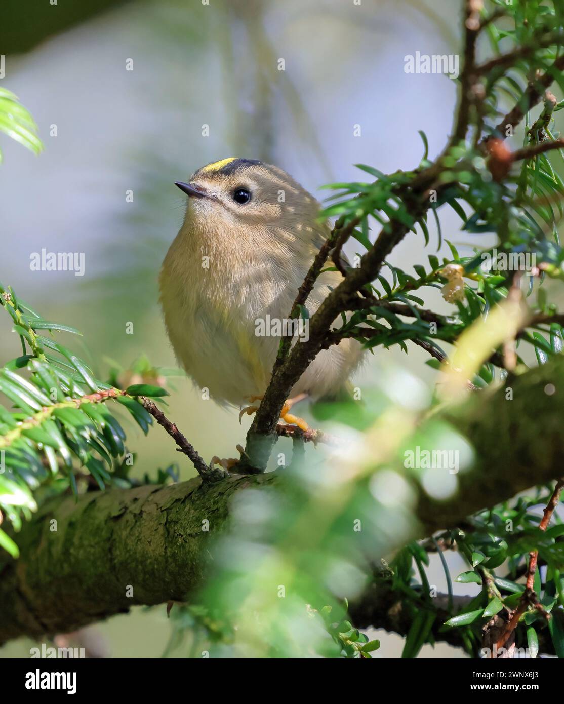 Wintergoldhähnchen (Regulus Regulus) Stockfoto