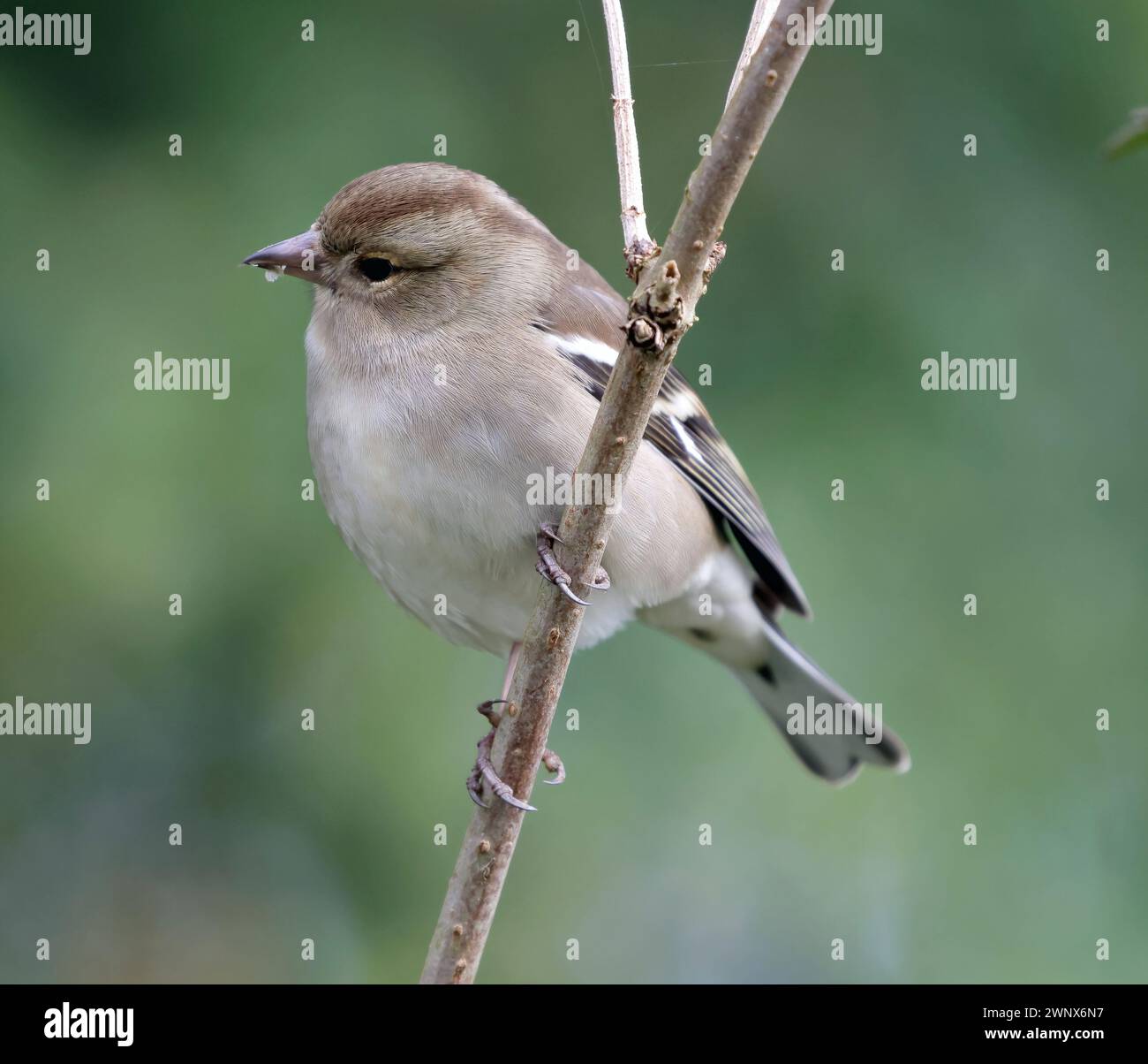 Gemeinsame Buchfink (Fringilla coelebs) Stockfoto
