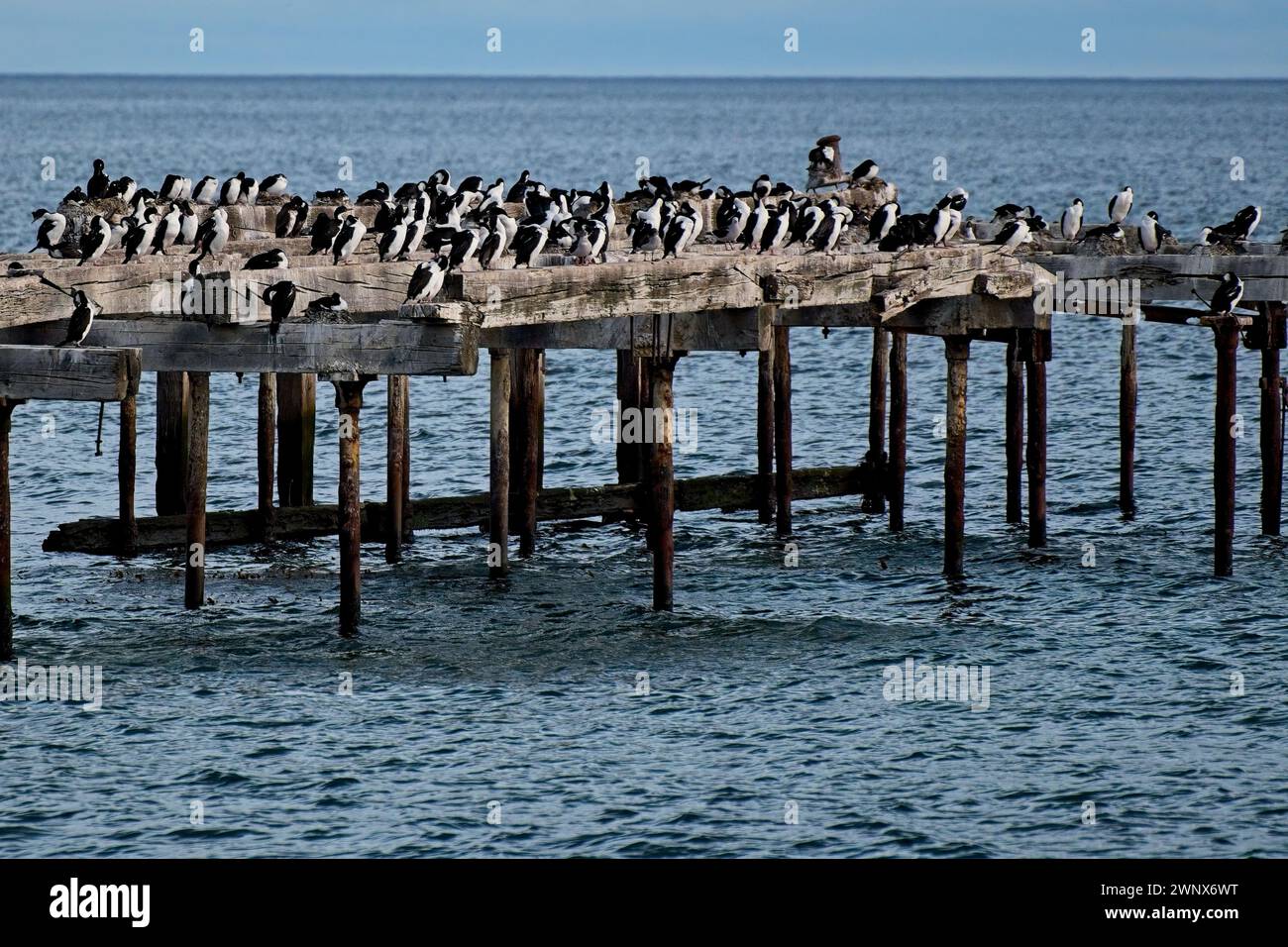 Der alte Holzsteg in Punt Arenas wird heutzutage nur von einer kaiserlichen Cormoranrt-Kolonie genutzt. Stockfoto