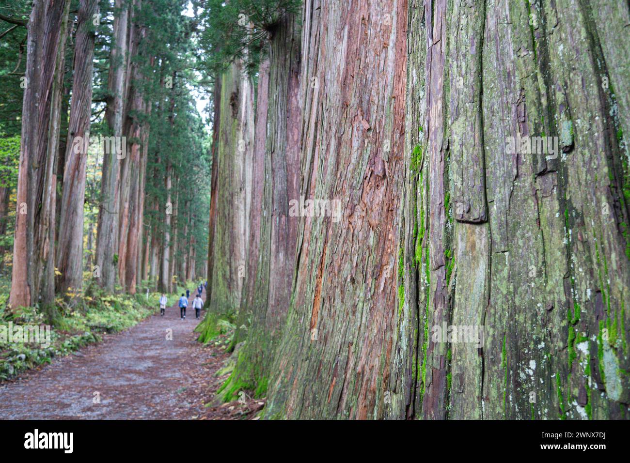 Von Zedernbäumen gesäumter Pfad am Togakushi-Schrein in Nagano, Japan. Stockfoto