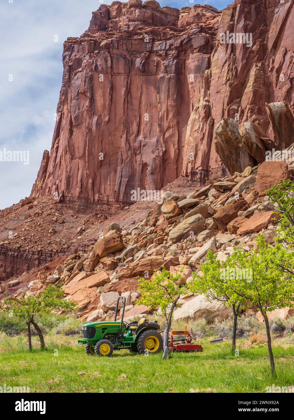 Deere in einem Obstgarten, Capitol Reef National Park, Torrey, Utah. Stockfoto