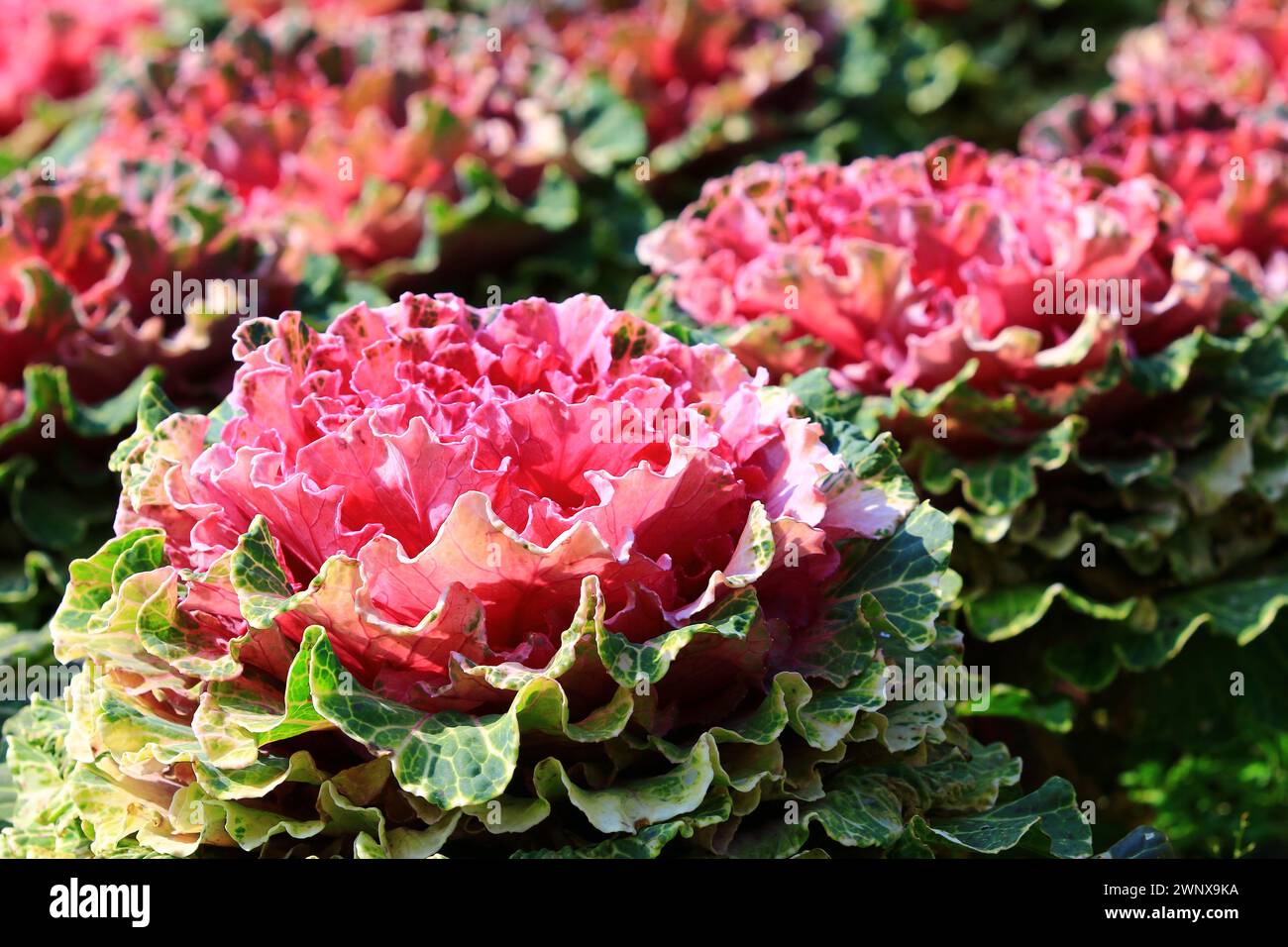 Farbenfrohe Zierkohl- oder Farbkohl- oder Zierkohl- oder Blühkohl-, der im Garten wächst Stockfoto