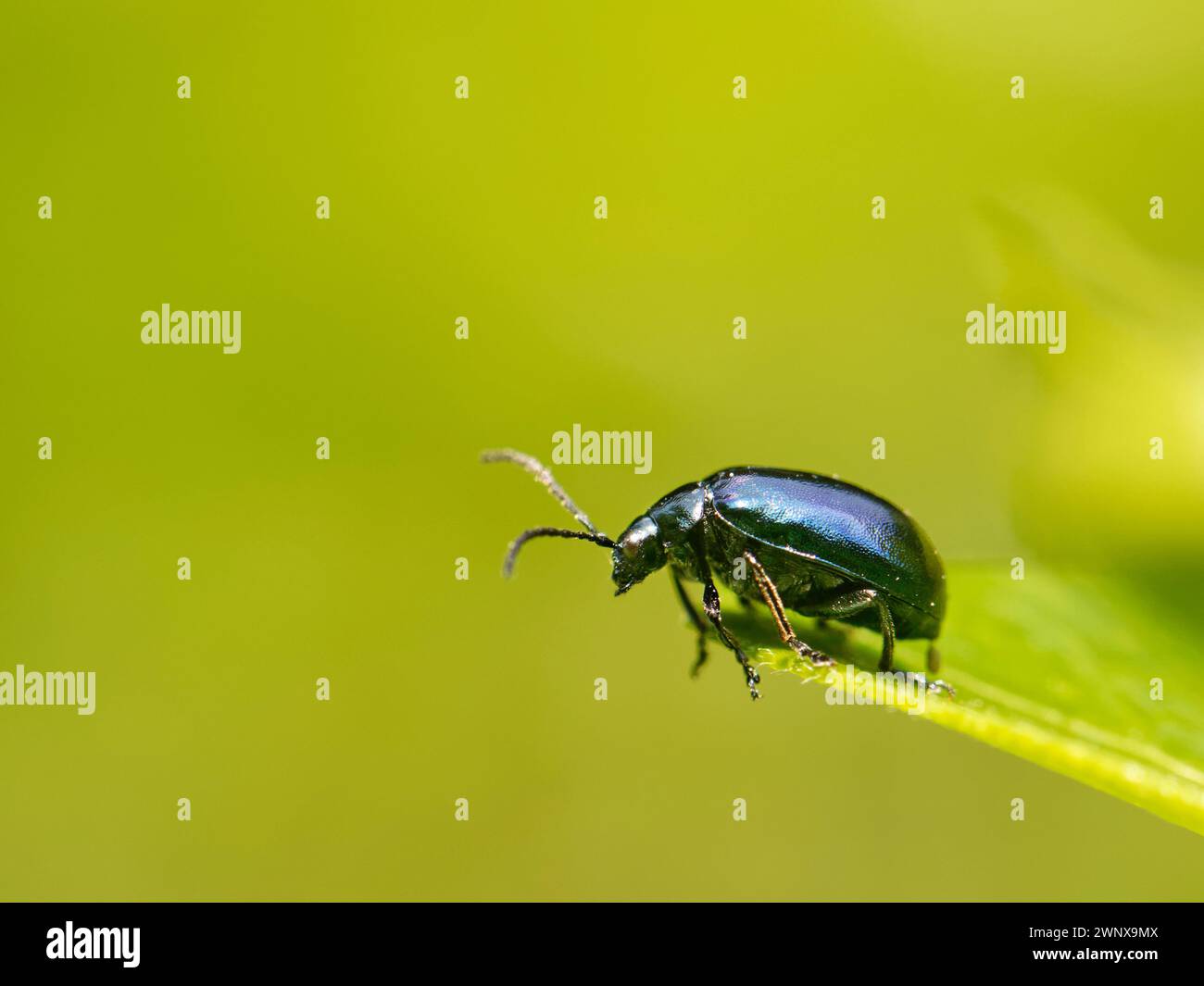 Erlenblattkäfer (Agelastica alni), der gerade von einem Blatt in einem Garten abhebt, Wiltshire, Großbritannien, Juni. Stockfoto