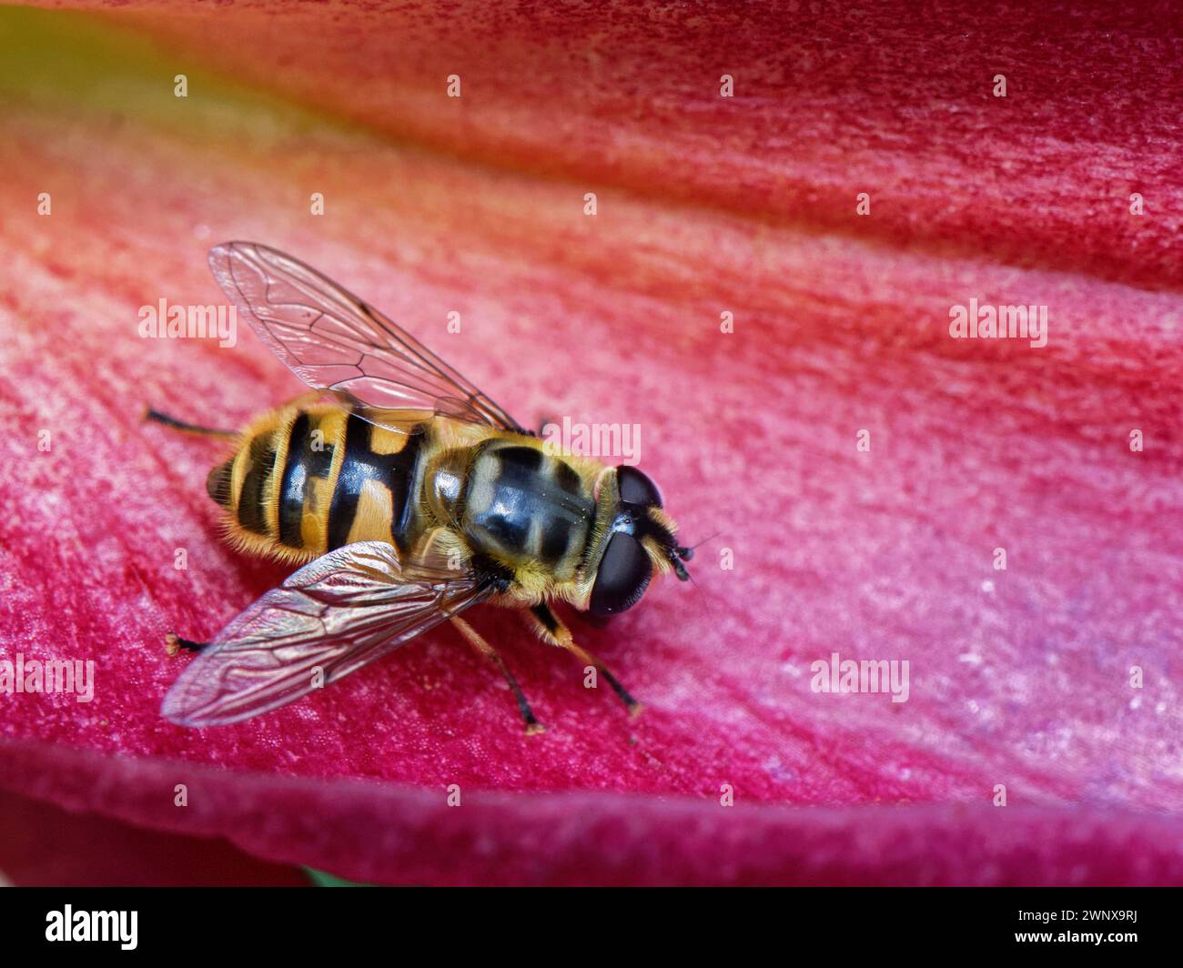 Batman oder Dead Head hoverfly (Myathropa florea) sonnt sich auf einer Lilienblume in einem Garten, Wiltshire, Großbritannien, Juli. Stockfoto