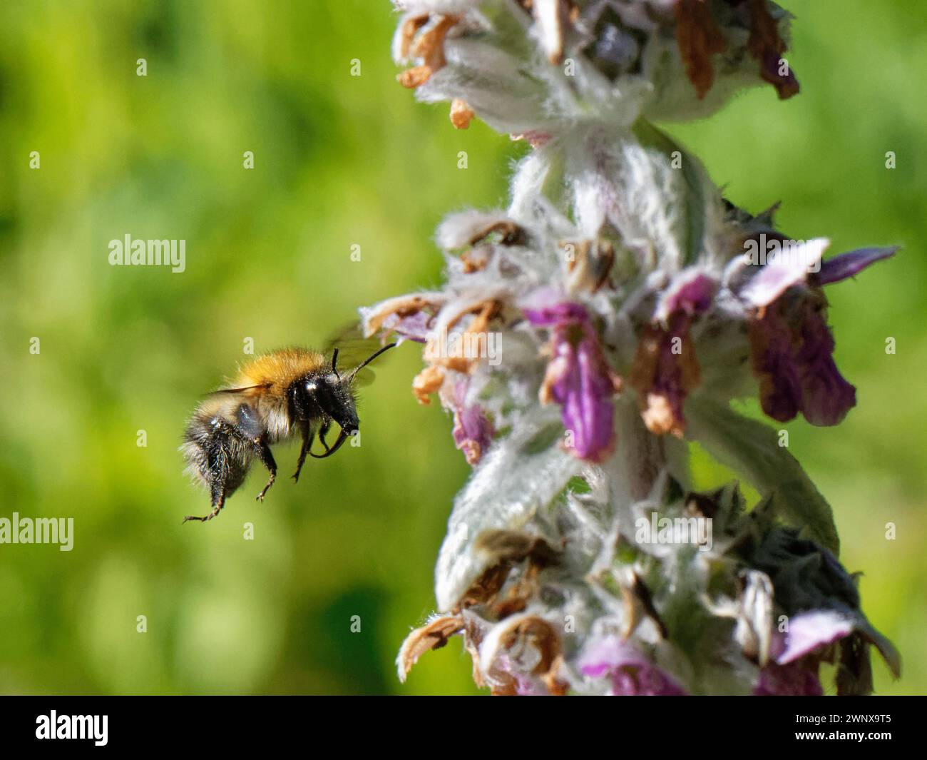 Gemeine Carderbiene (Bombus pascuorum), die zum Lammohr (Stachys byzantina) fliegt, blüht in einem Gartenbeet nach Nectar, Wiltshire, Großbritannien, Juli. Stockfoto
