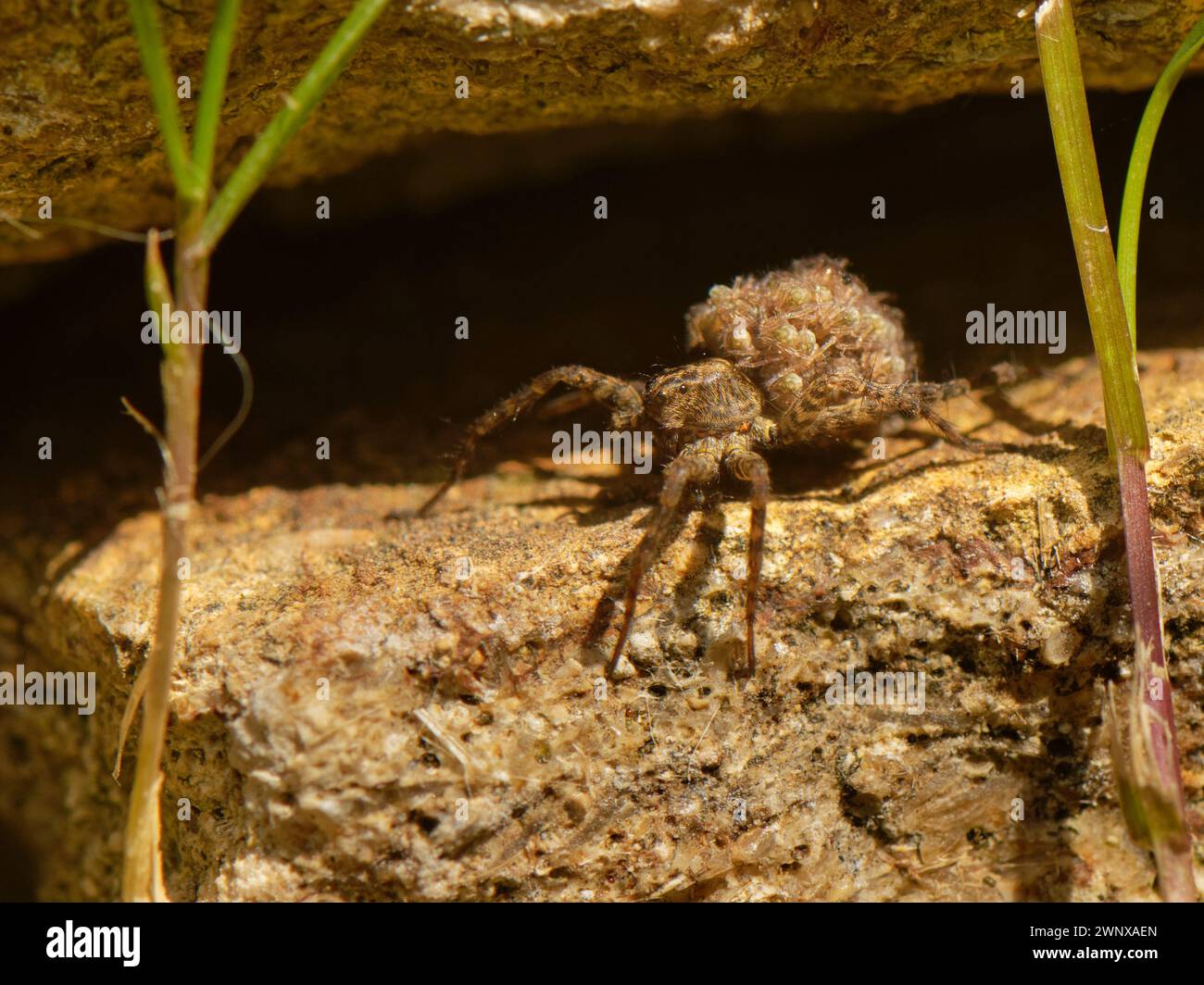 Wolfsspinne (Pardosa sp.) Weiblich mit einer Masse von jüngst geschlüpften Jungen auf dem Rücken, sonnt sich an einer Gartenmauer, Wiltshire, Großbritannien, Juni. Stockfoto
