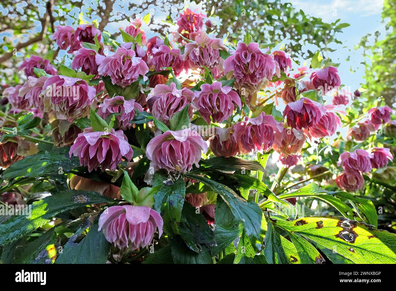 Rosa gesprenkelter Helleborus, Helleborus-Hybrid ÔDouble Ellen RedÕ in Blüte. Stockfoto