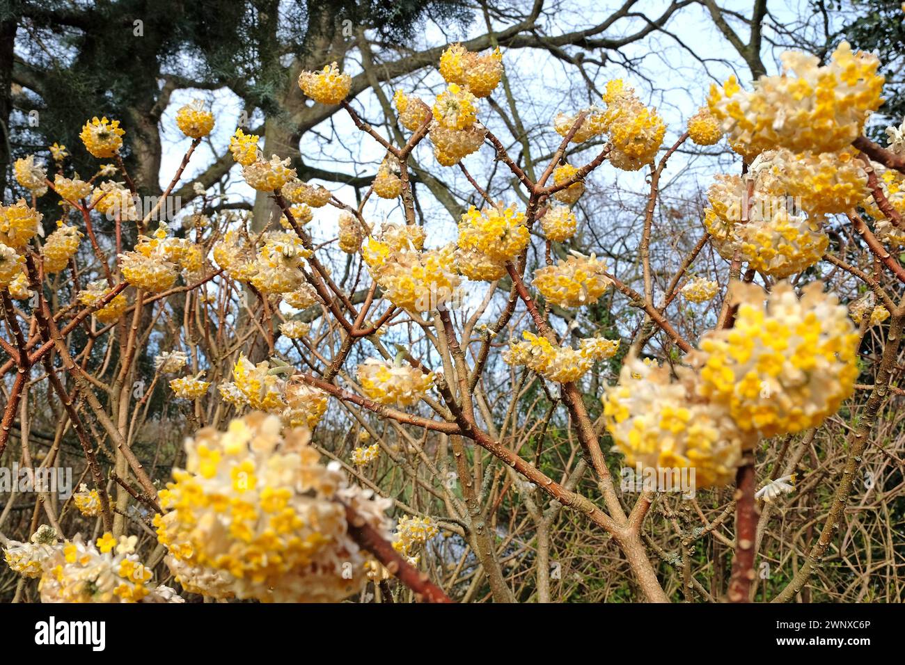 Gelbe Edgeworthia chrysantha ÔGrandifloraÕ, auch bekannt als Japanischer Paperbush oder Worthingtonia, in Blüte. Stockfoto