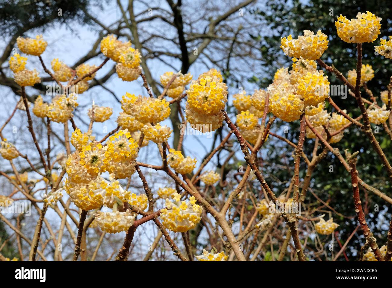 Gelbe Edgeworthia chrysantha ÔGrandifloraÕ, auch bekannt als Japanischer Paperbush oder Worthingtonia, in Blüte. Stockfoto