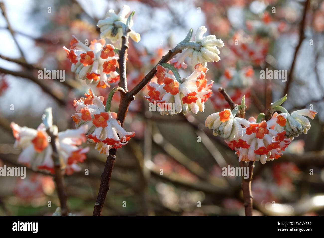 Rote Edgeworthia chrysantha "roter Drache" Paperbush in Blume. Stockfoto