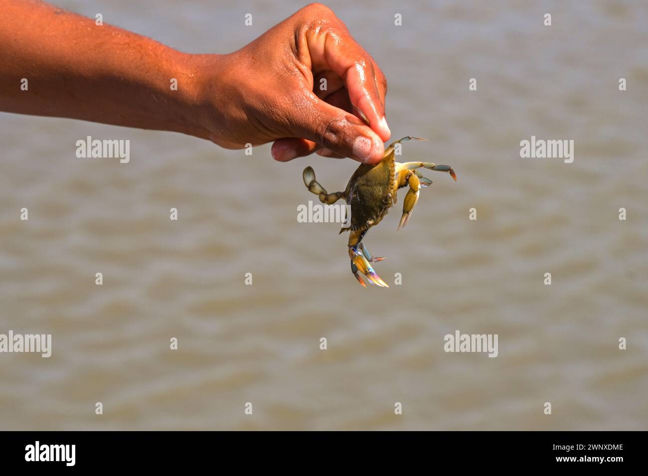 Die Hand einer Person, die eine kleine Krabbe hält Stockfoto