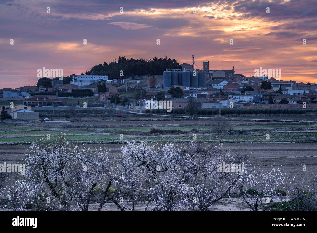 Roter Himmel über der Stadt Arbeca im Frühling mit blühenden Mandelbäumen (Les Garrigues, Lleida, Katalonien, Spanien) ESP: Cielo rojizo sobre Arbeca, Lérida Stockfoto