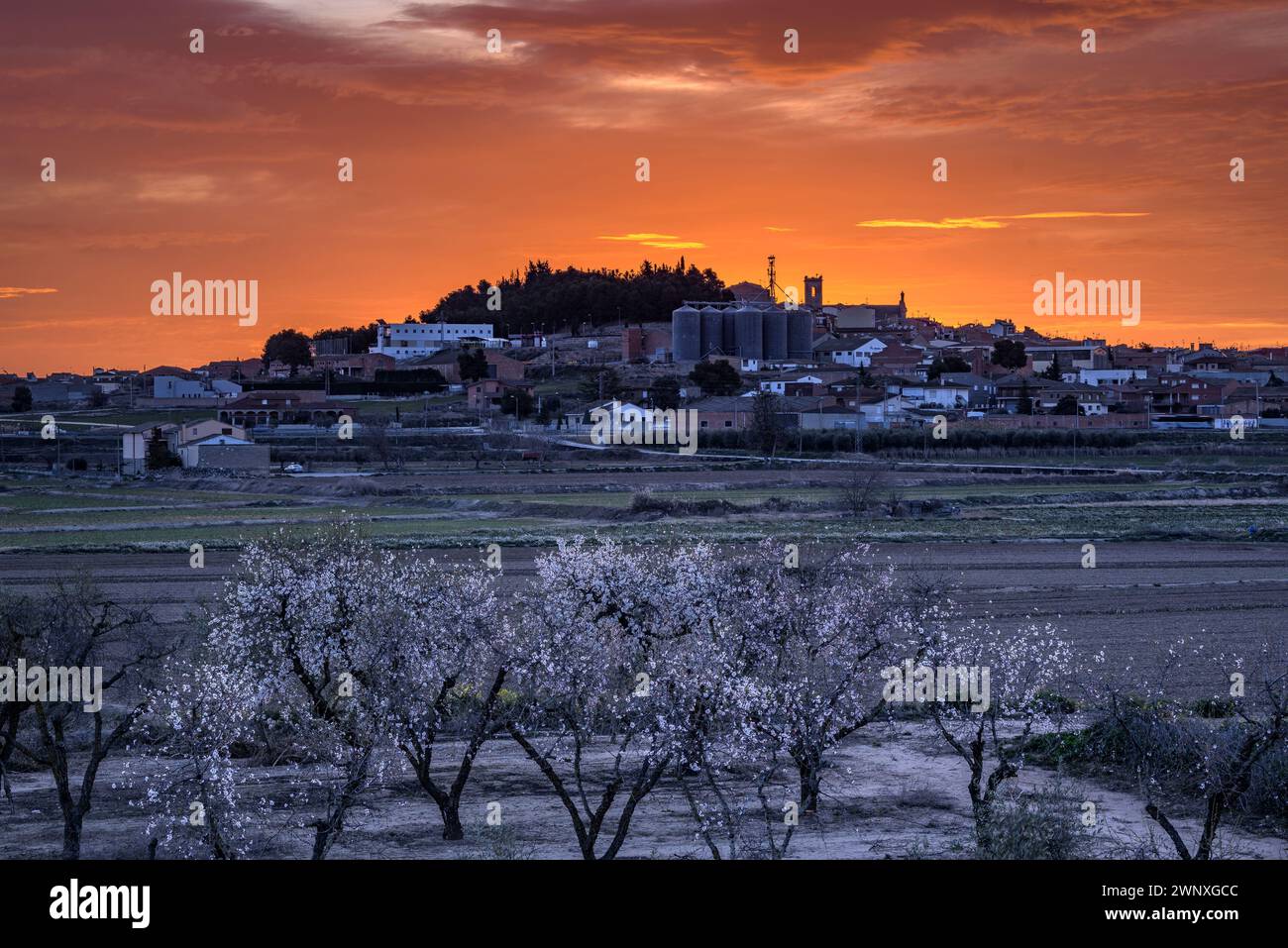 Roter Himmel über der Stadt Arbeca im Frühling mit blühenden Mandelbäumen (Les Garrigues, Lleida, Katalonien, Spanien) ESP: Cielo rojizo sobre Arbeca, Lérida Stockfoto