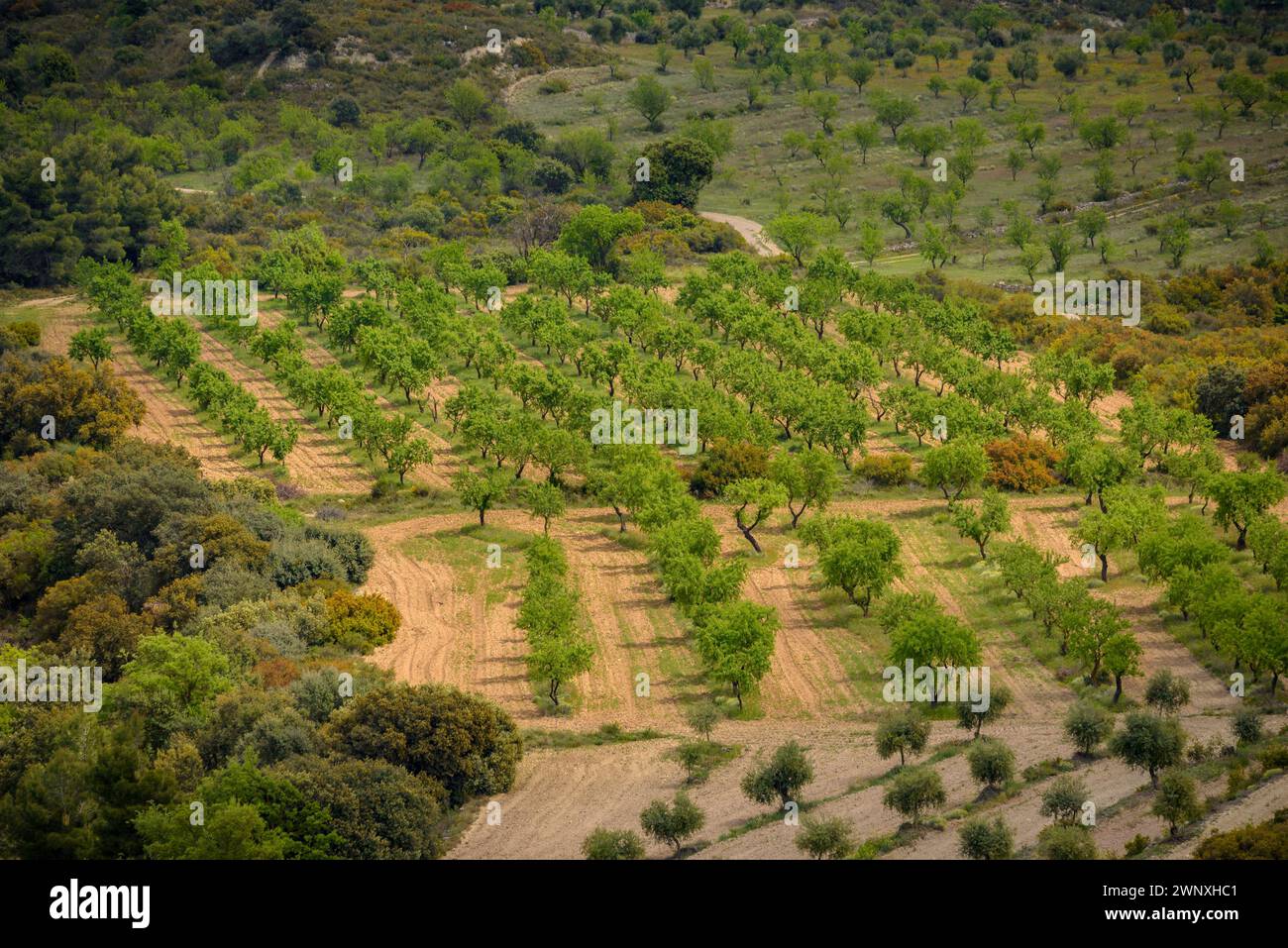 Blick auf die Olivenfelder von Les Garrigues von der Route zum Gipfel des Els Bessons (Les Garrigues, Lleida, Katalonien, Spanien) Stockfoto