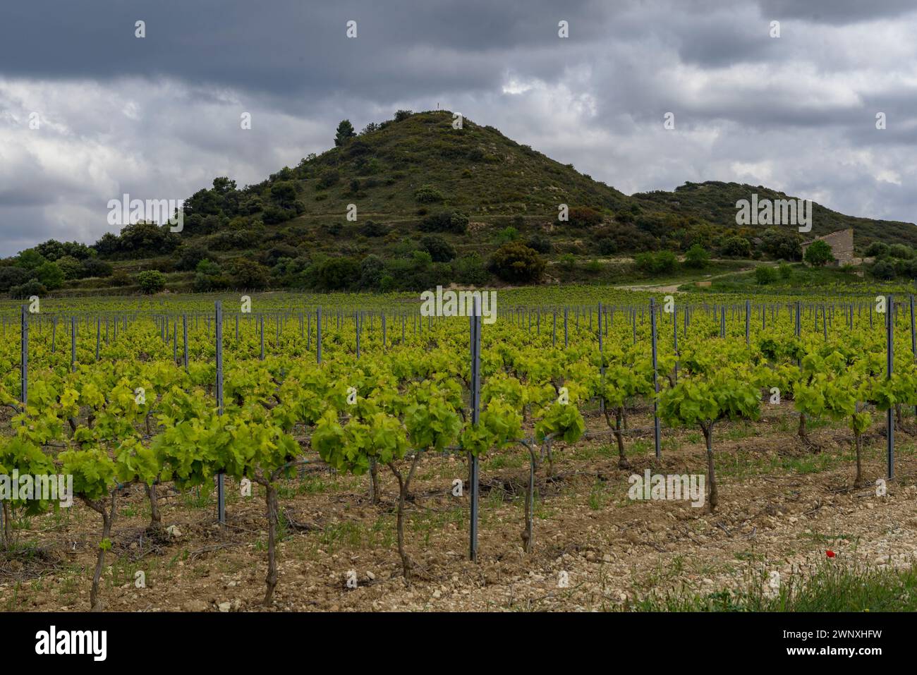 Blick auf den Hügel Els Bessons vor einigen Weinbergen an einem bewölkten Frühlingnachmittag (Les Garrigues, Lleida, Katalonien, Spanien) Stockfoto