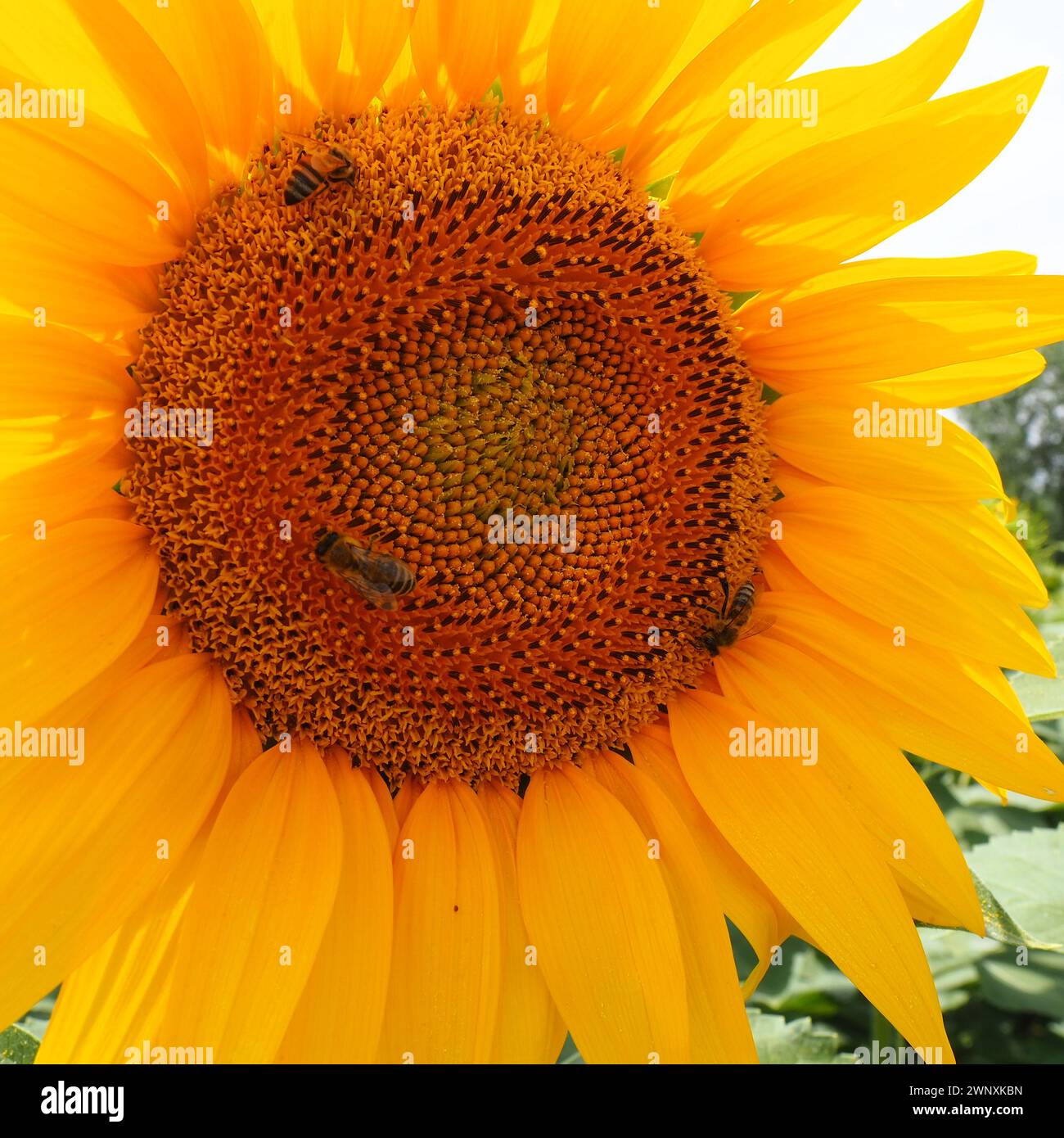 Drei Bienen. Die Helianthus-Sonnenblume ist eine Pflanzengattung aus der Familie der Asteraceae. Jährliche Sonnenblume und tuberöse Sonnenblume. Agrarbereich Stockfoto