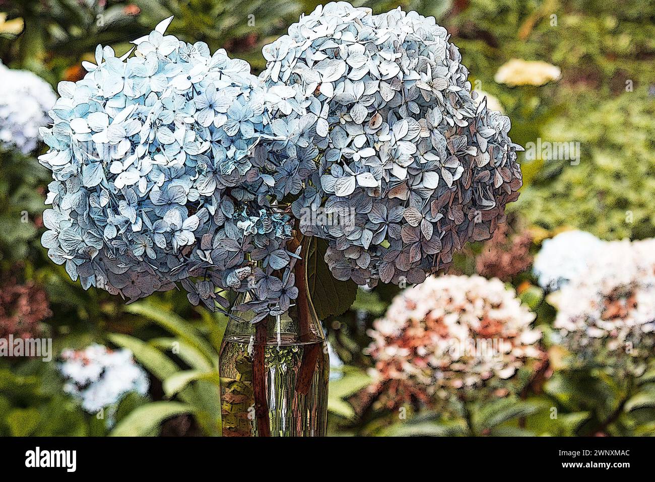 Hortensie blüht in einer Vase in einem Hortensie-Garten Stockfoto
