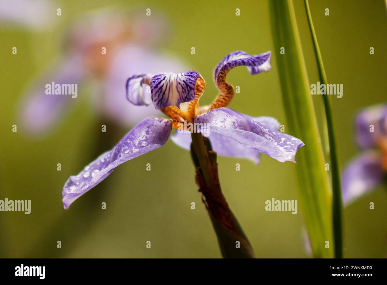 Blaue Irisblume auf natürlichem Hintergrund Stockfoto